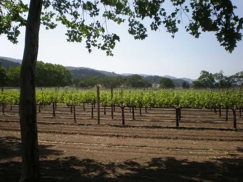 beaulieu vineyard